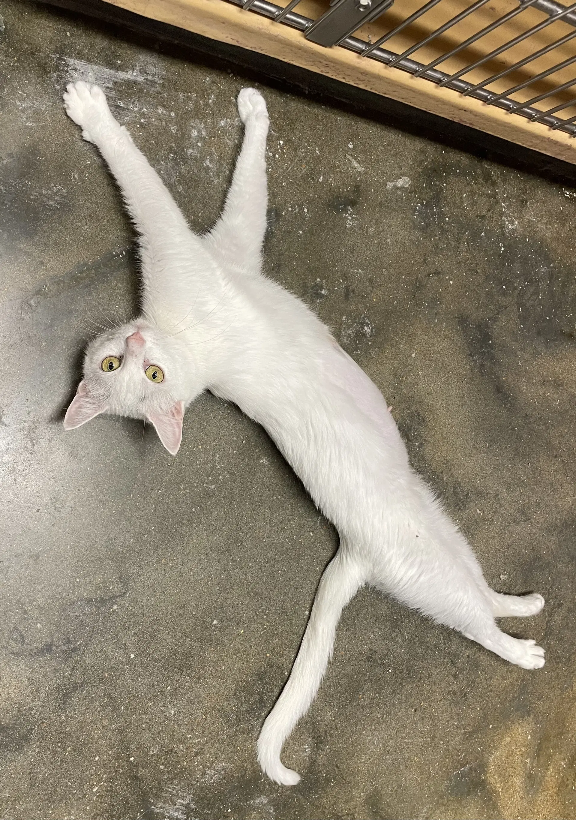 Lana - Domestic Short Hair