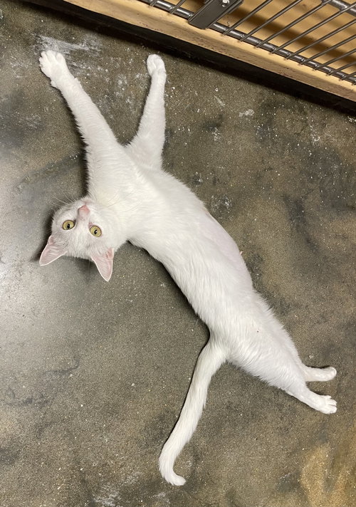 Lana, an adoptable Domestic Short Hair in OXFORD, MS