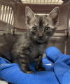 adoptable Cat in , MS named Roken