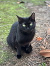adoptable Cat in , MS named Kitty Boo