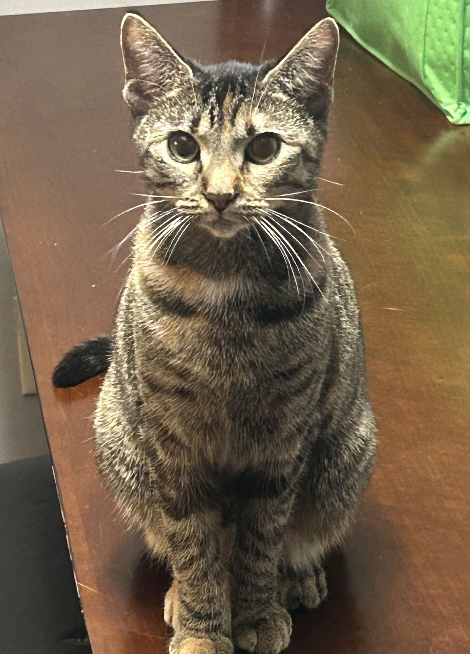 adoptable Cat in Oxford, MS named Penelope