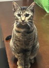 adoptable Cat in , MS named Penelope