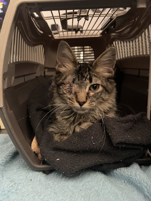 picture of the cat needing adoption