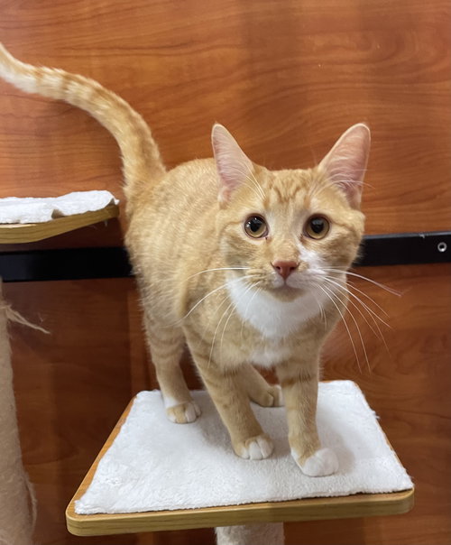 HONEY BEAR - Domestic Short Hair available for adoption