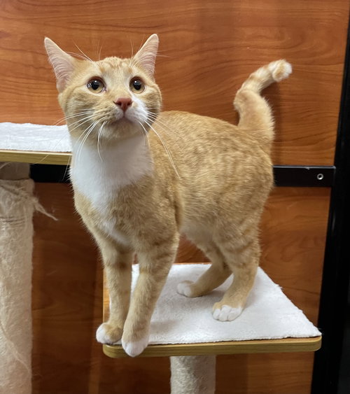 HONEY BEAR - Domestic Short Hair available for adoption