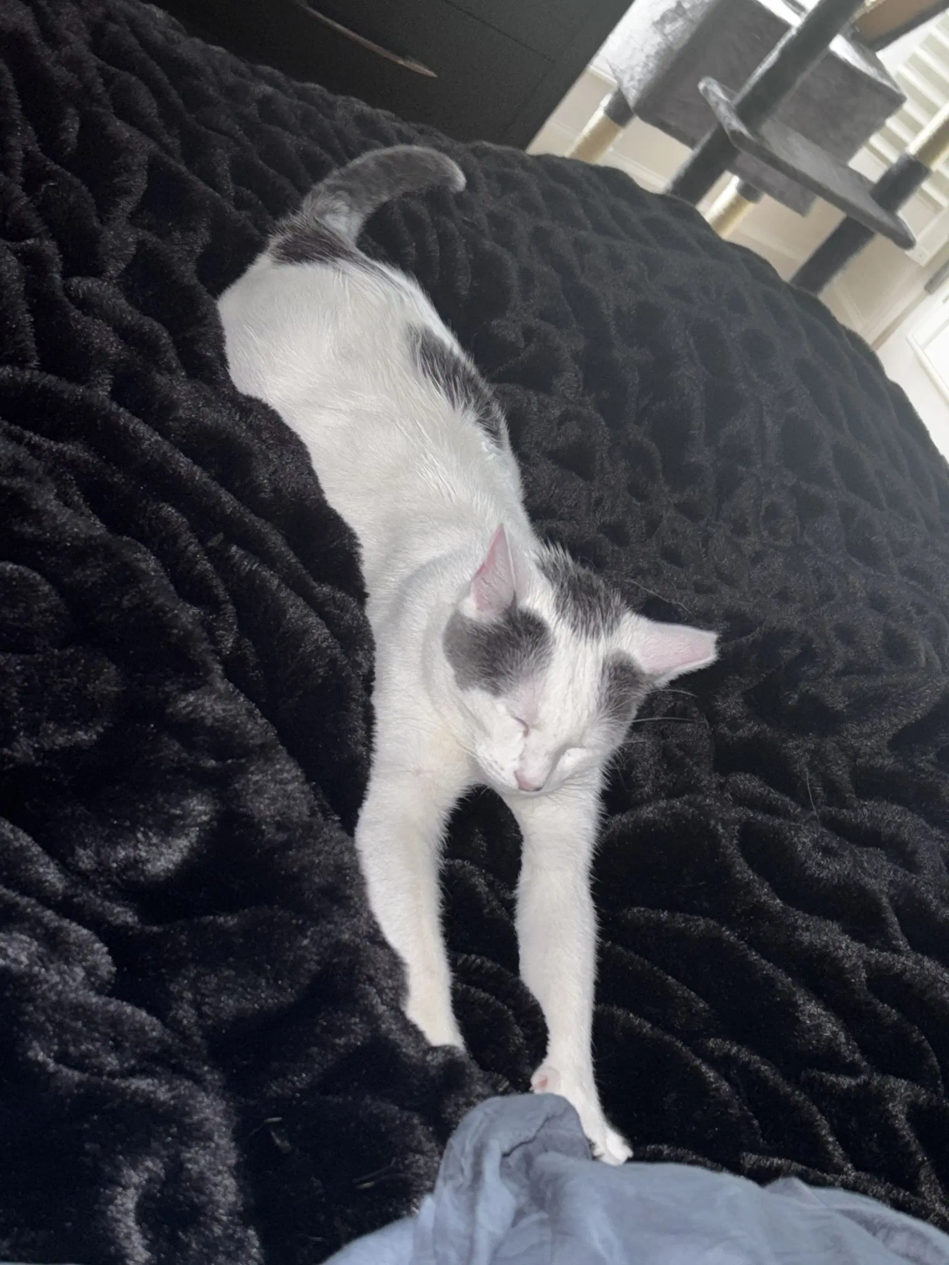 Fitzhugh - Domestic Short Hair