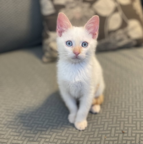 Nimbus_Felv+