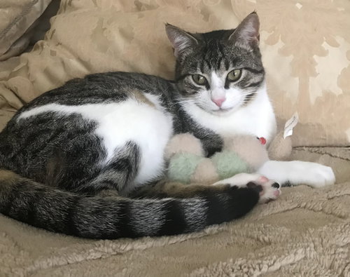 picture of the cat needing adoption