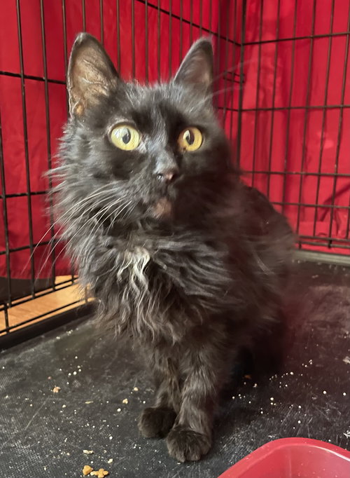 picture of the cat needing adoption