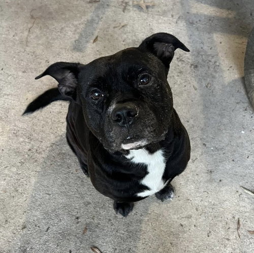 picture of the dog needing adoption