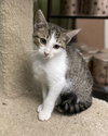 Biscotti - Photo 3
