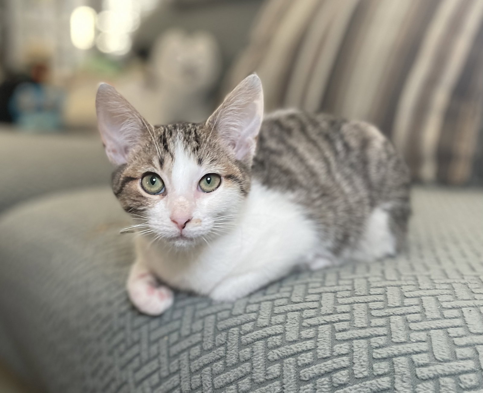 Biscotti