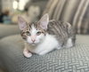 Biscotti - Photo 1