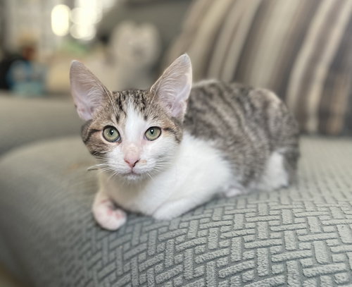 BISCOTTI - Domestic Short Hair available for adoption