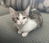 Biscotti - Photo 4