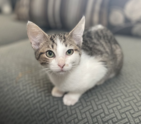 Biscotti