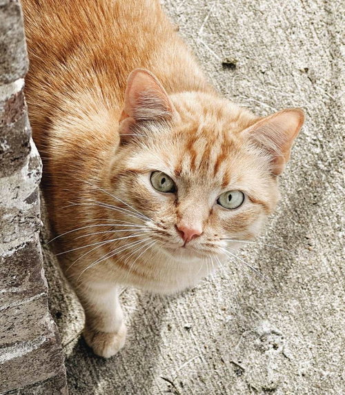 PETER - Domestic Short Hair / Tabby available for adoption
