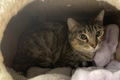 MERRIN - Tortoiseshell / Tabby available for adoption