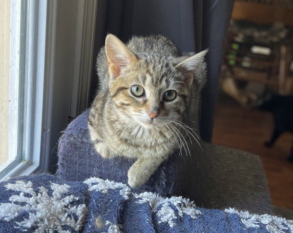 Zadie