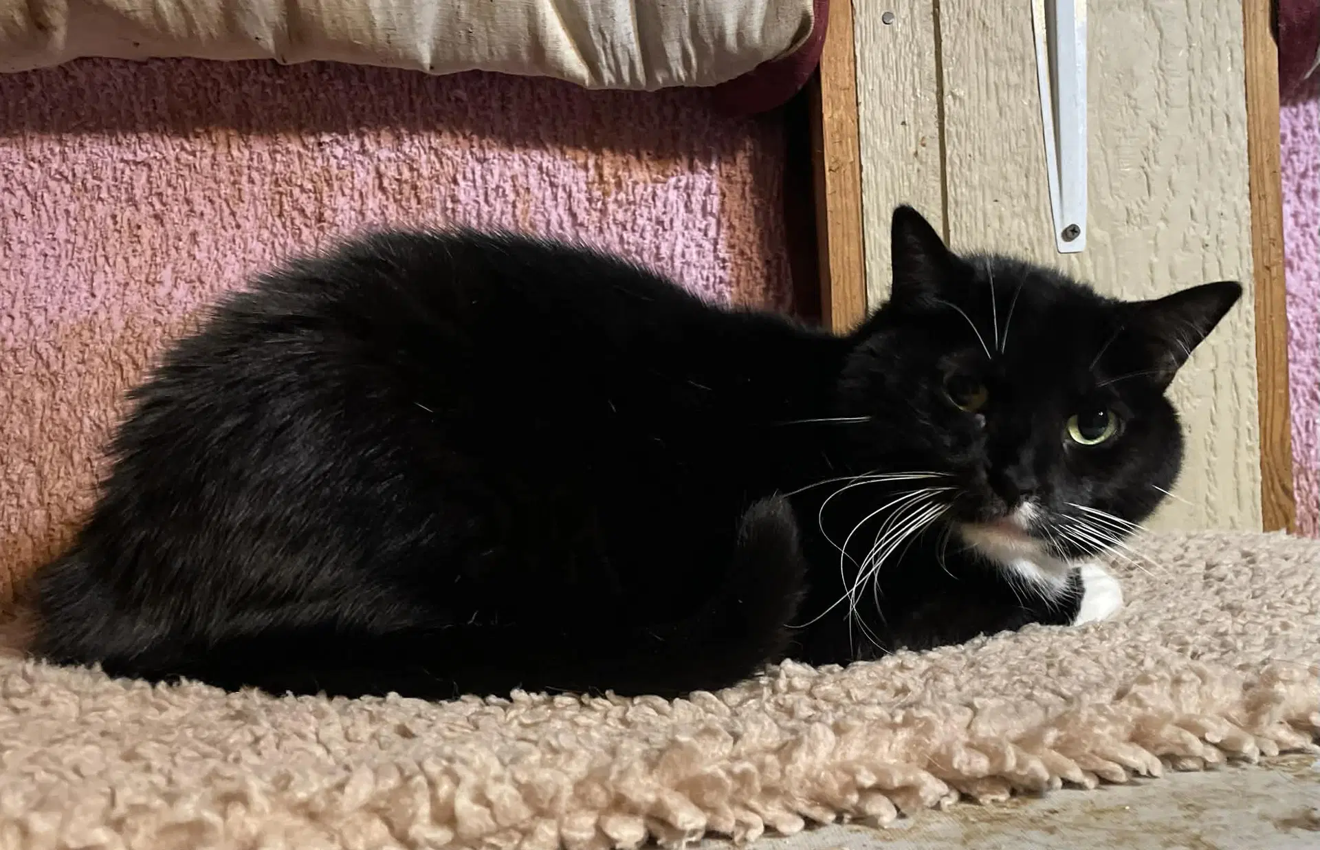 Tux image 4