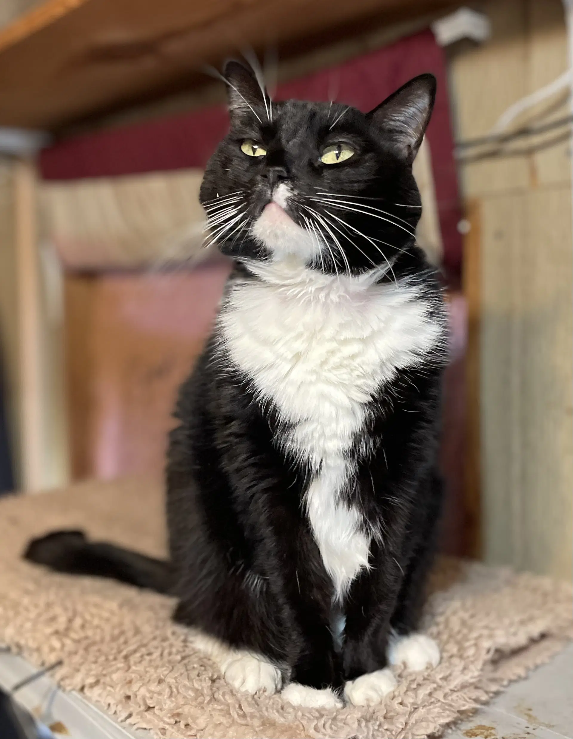 Tux - Domestic Short Hair