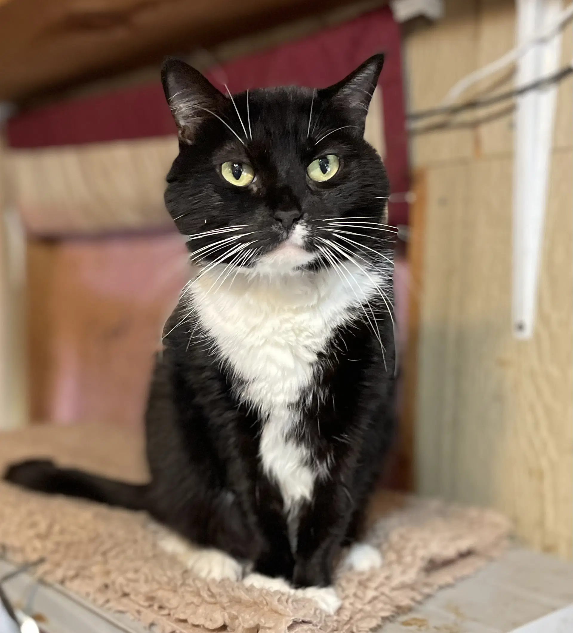 Tux image 2
