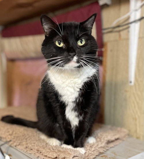 Photo 2 of Tux