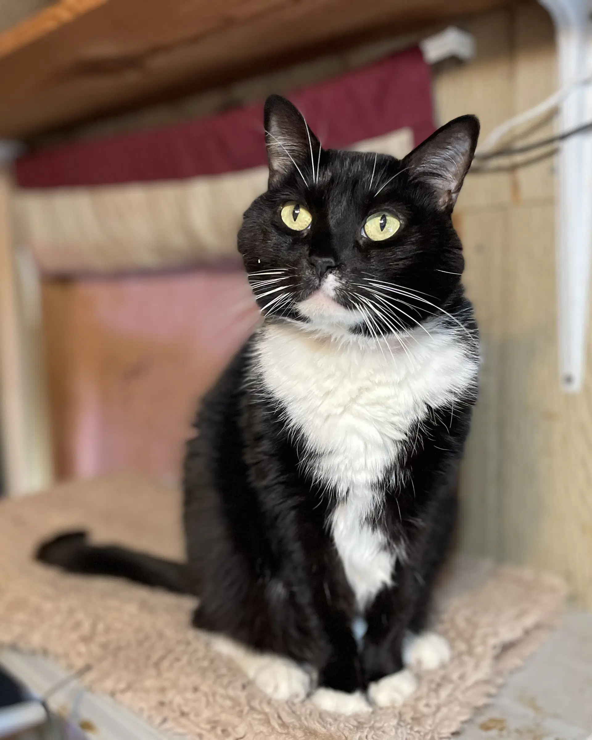 Tux image 3