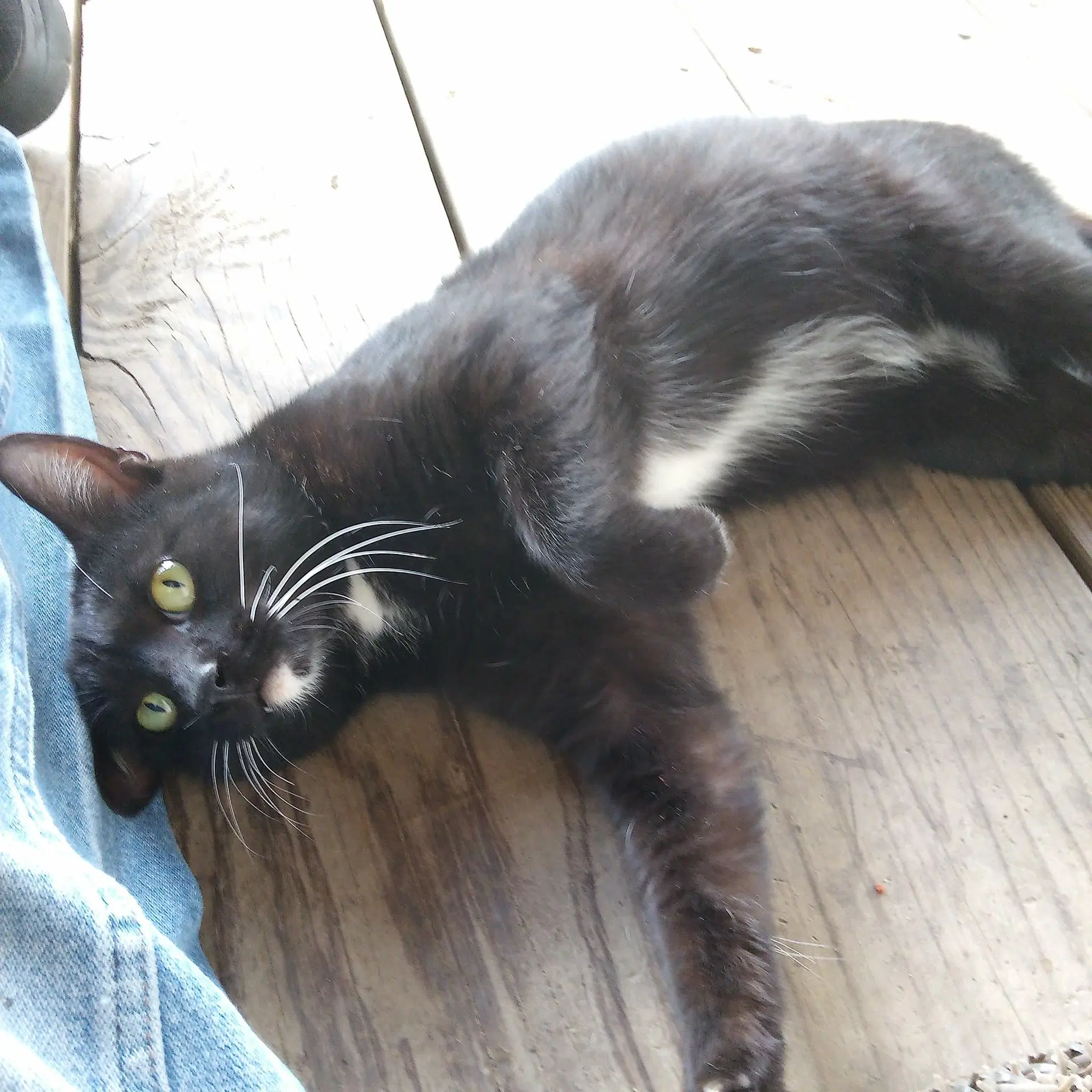 Francis - Domestic Short Hair