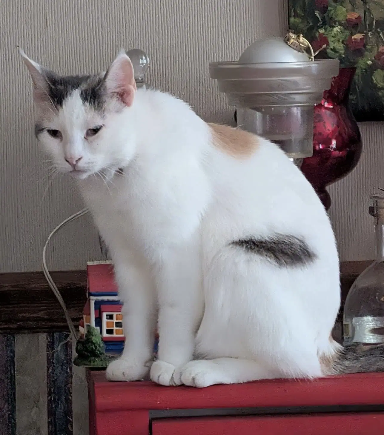 Teresa - Calico