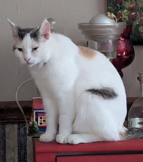 Teresa, an adoptable Calico in OXFORD, MS