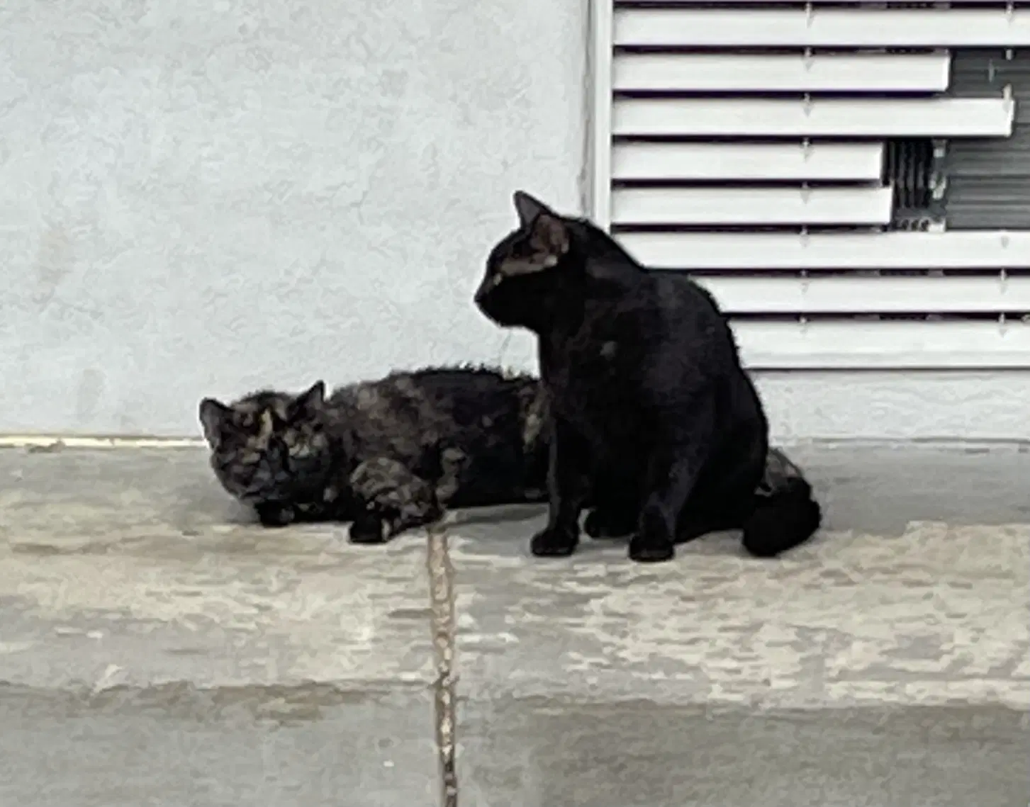 Andy Byron - Domestic Short Hair