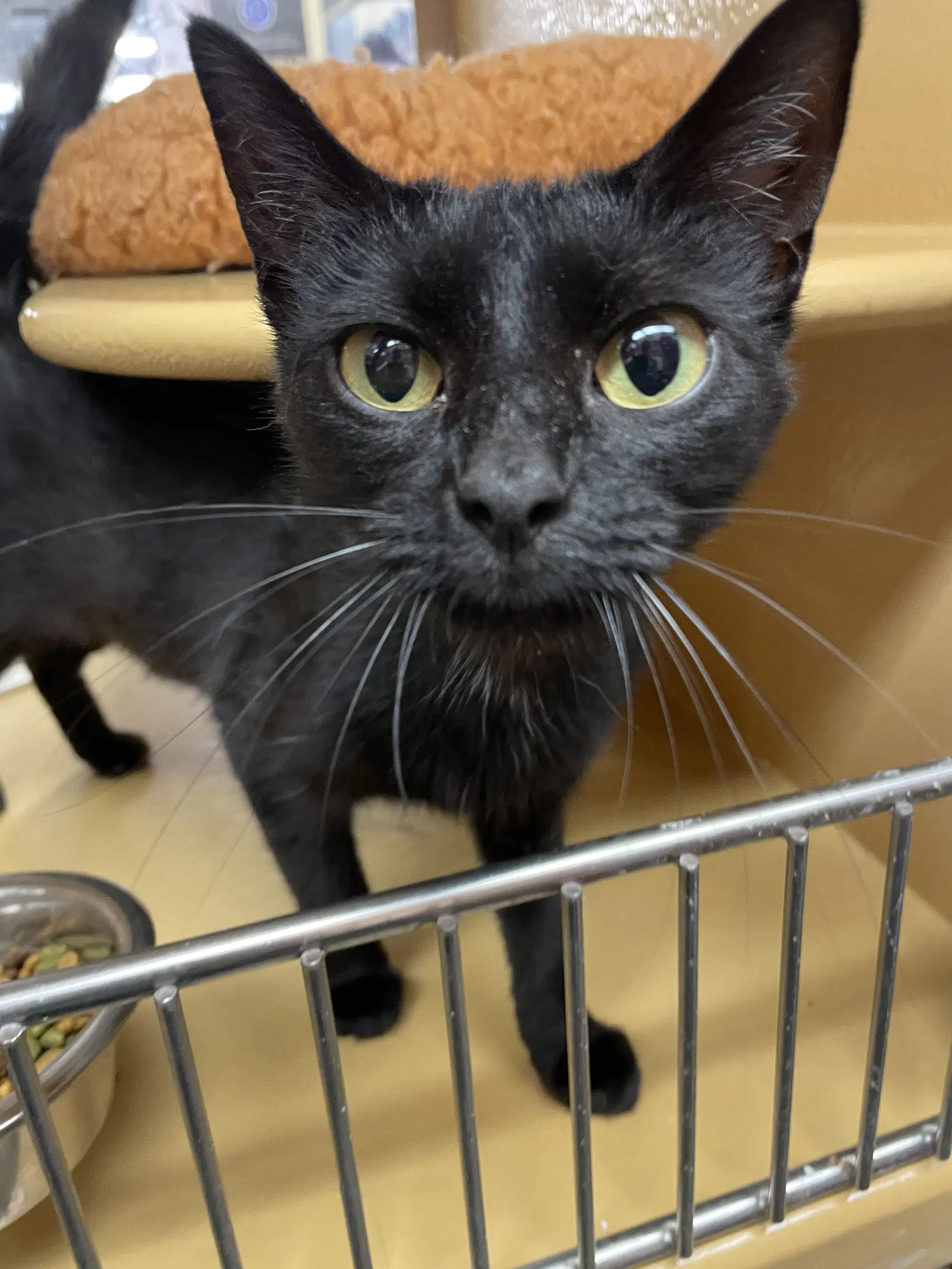 Shayle - Domestic Short Hair