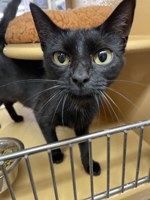 picture of the cat needing adoption