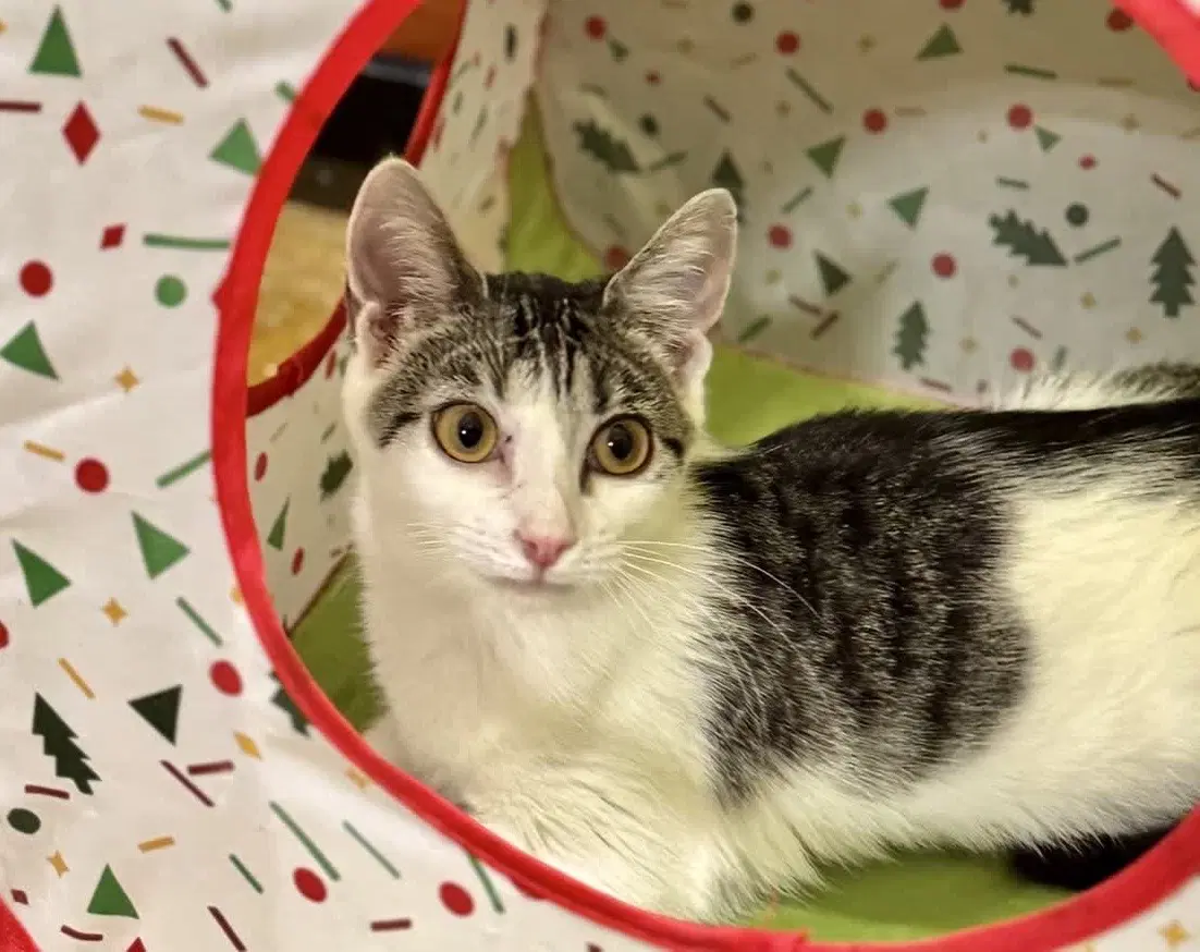Peggy - Tabby