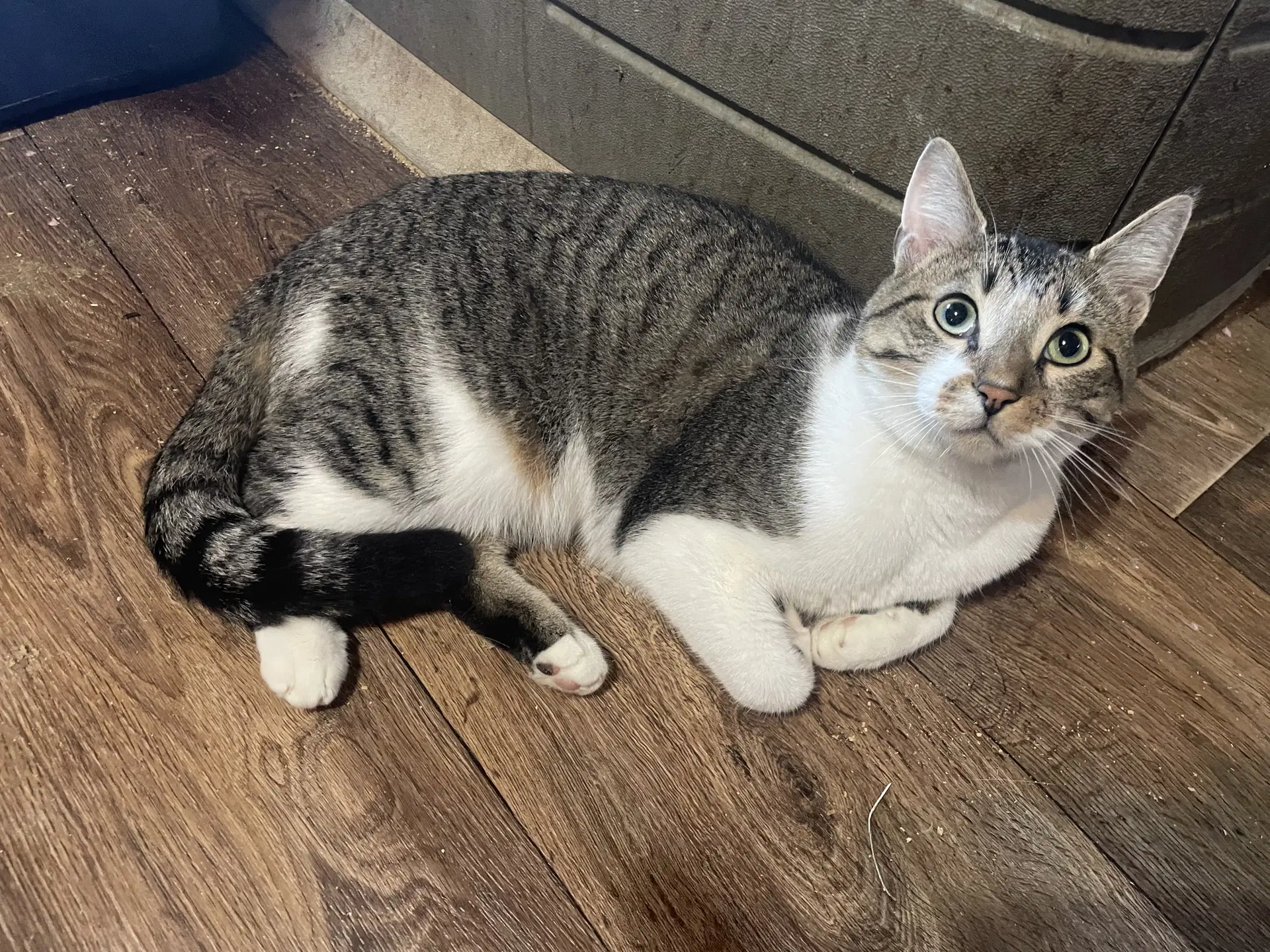 Lou - Domestic Short Hair