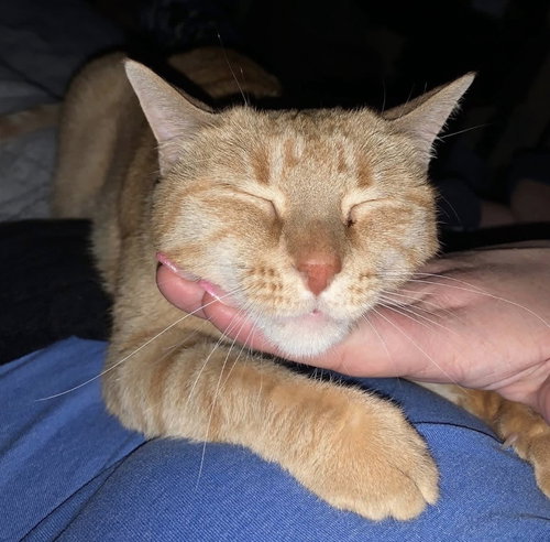 Brutus_Felv+, an adoptable Domestic Short Hair in OXFORD, MS