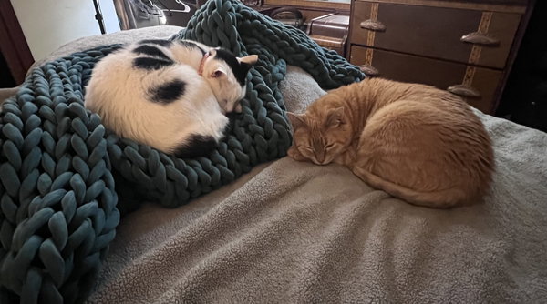 Brutus_Felv+