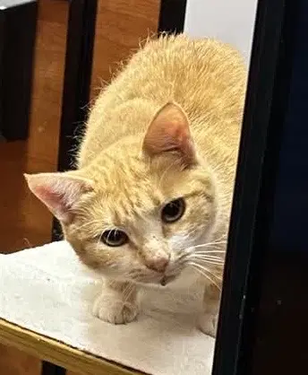 Michelle - Domestic Short Hair