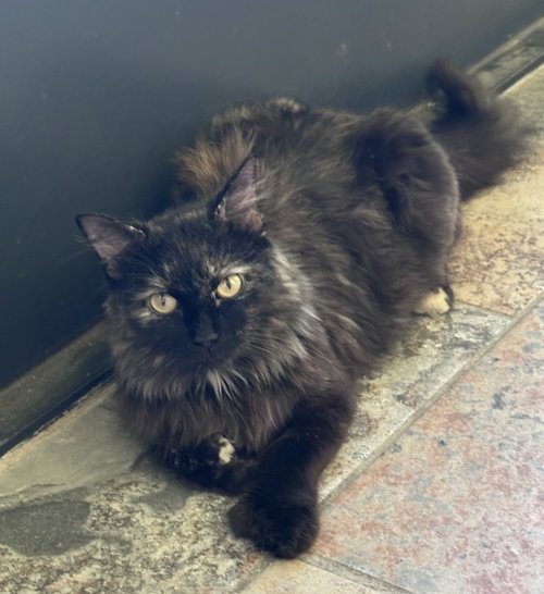 Lily_polydactyl, an adoptable Extra-Toes Cat in OXFORD, MS