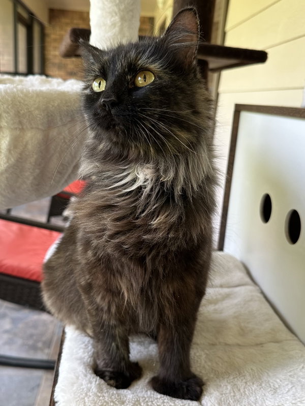 Lily_polydactyl