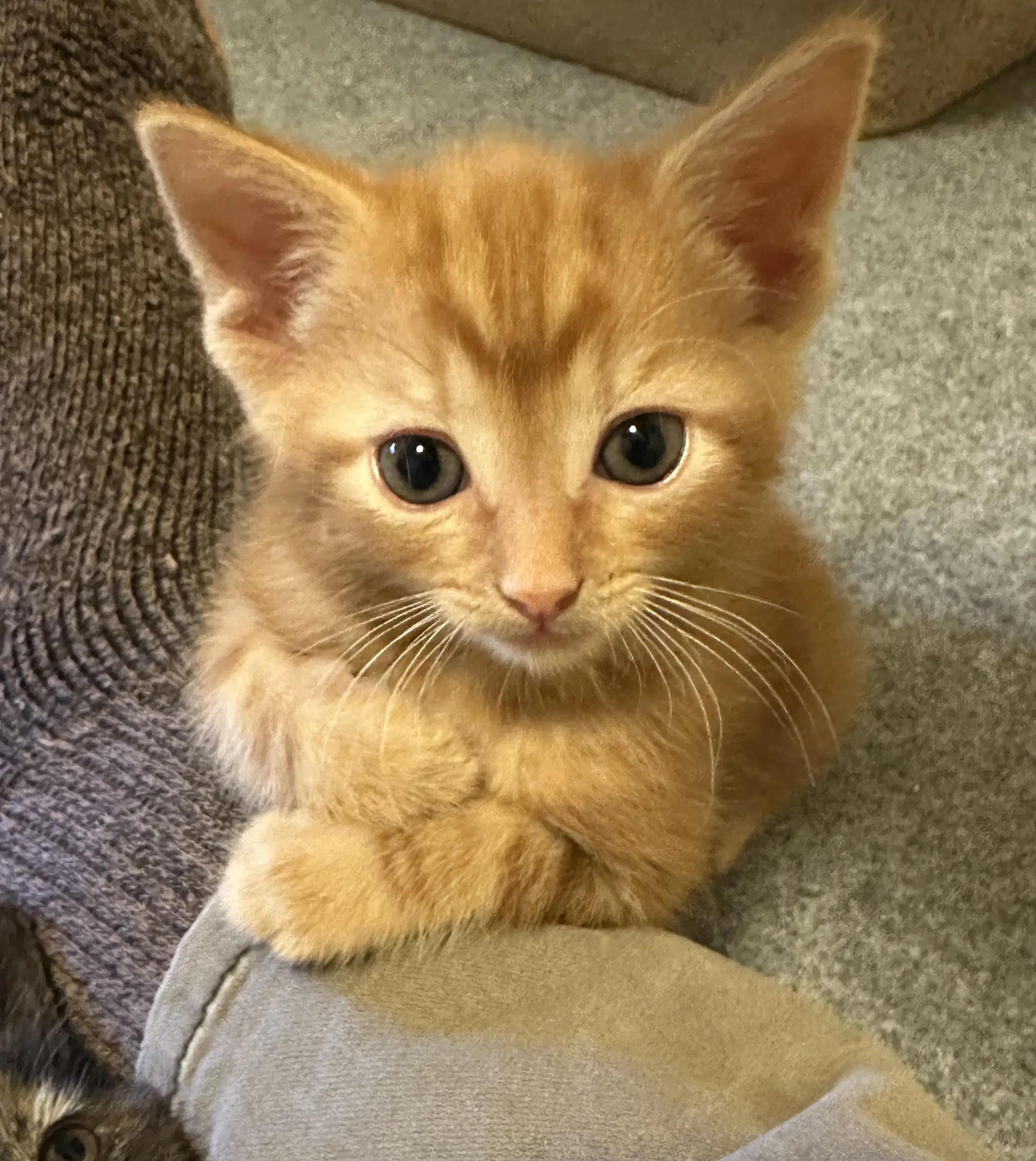 Rustey - Tabby