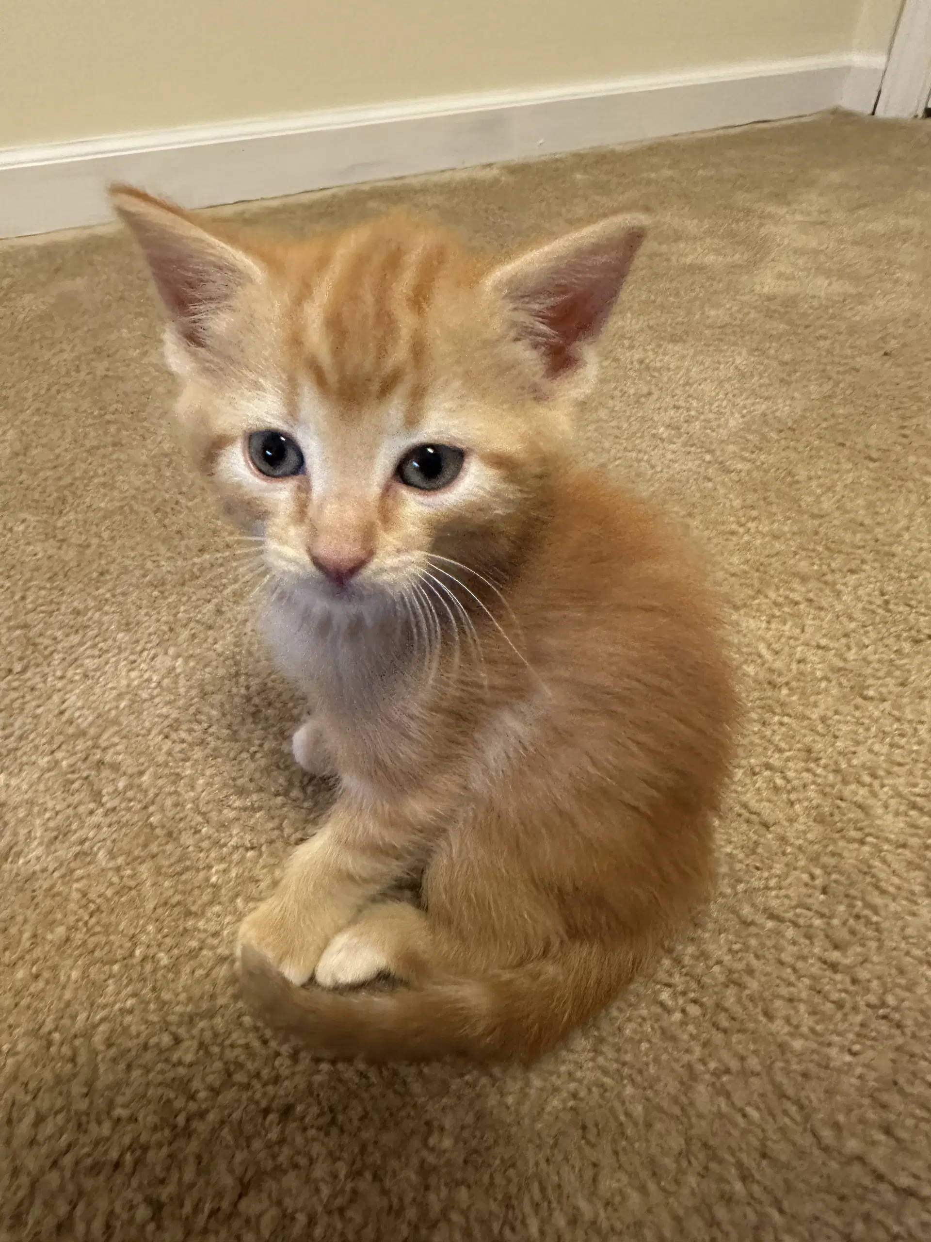 Tango - Tabby