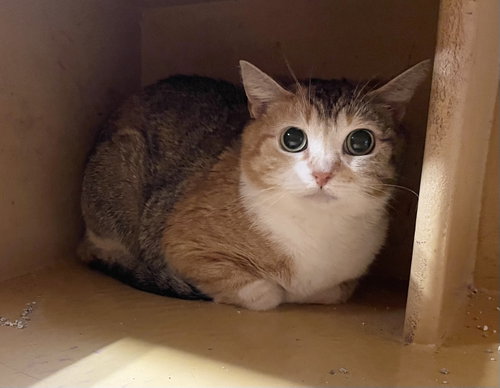 Mavelle, an adoptable Calico in OXFORD, MS