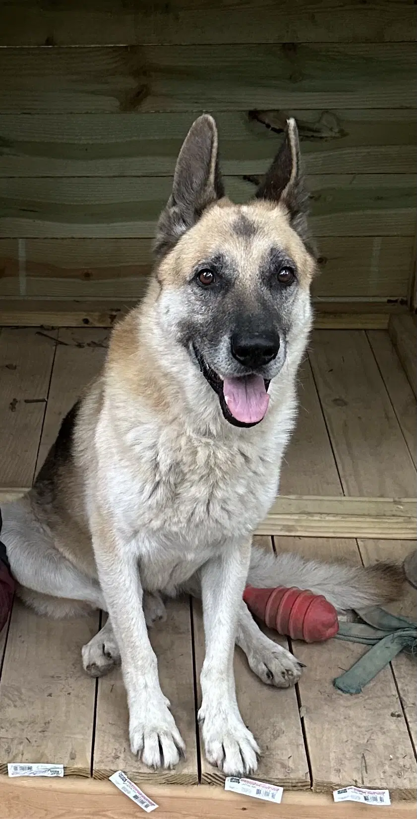 Oscar - German Shepherd Dog