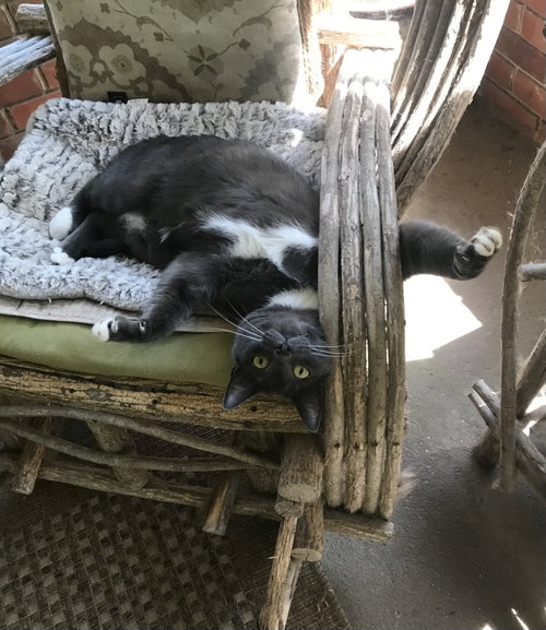 Buddy, Adult Russian Blue / Tuxedo / Mixed (short coat), cat for adoption in Oxford, Mississippi