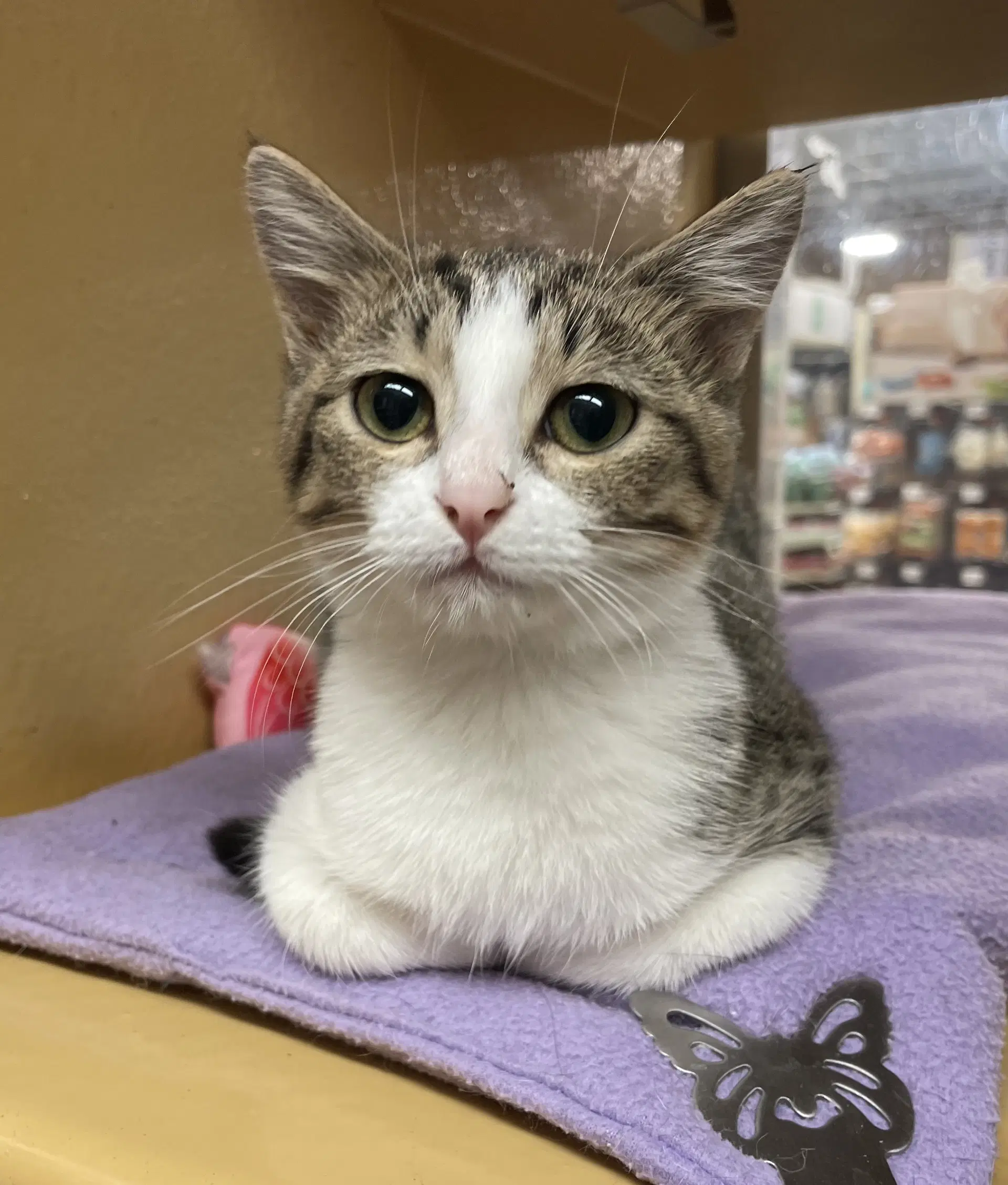 Rosie - Tabby