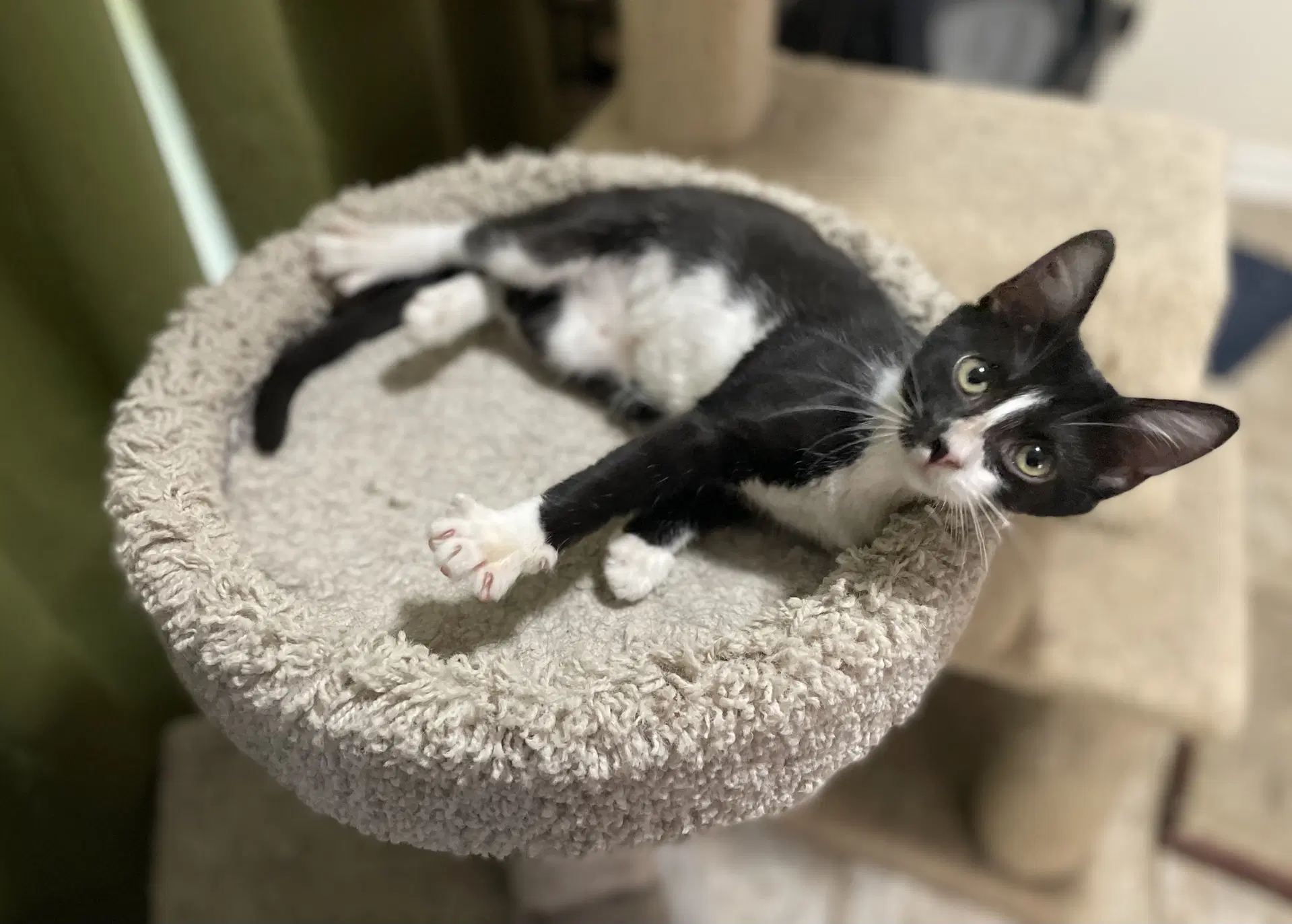 Attalia image 2