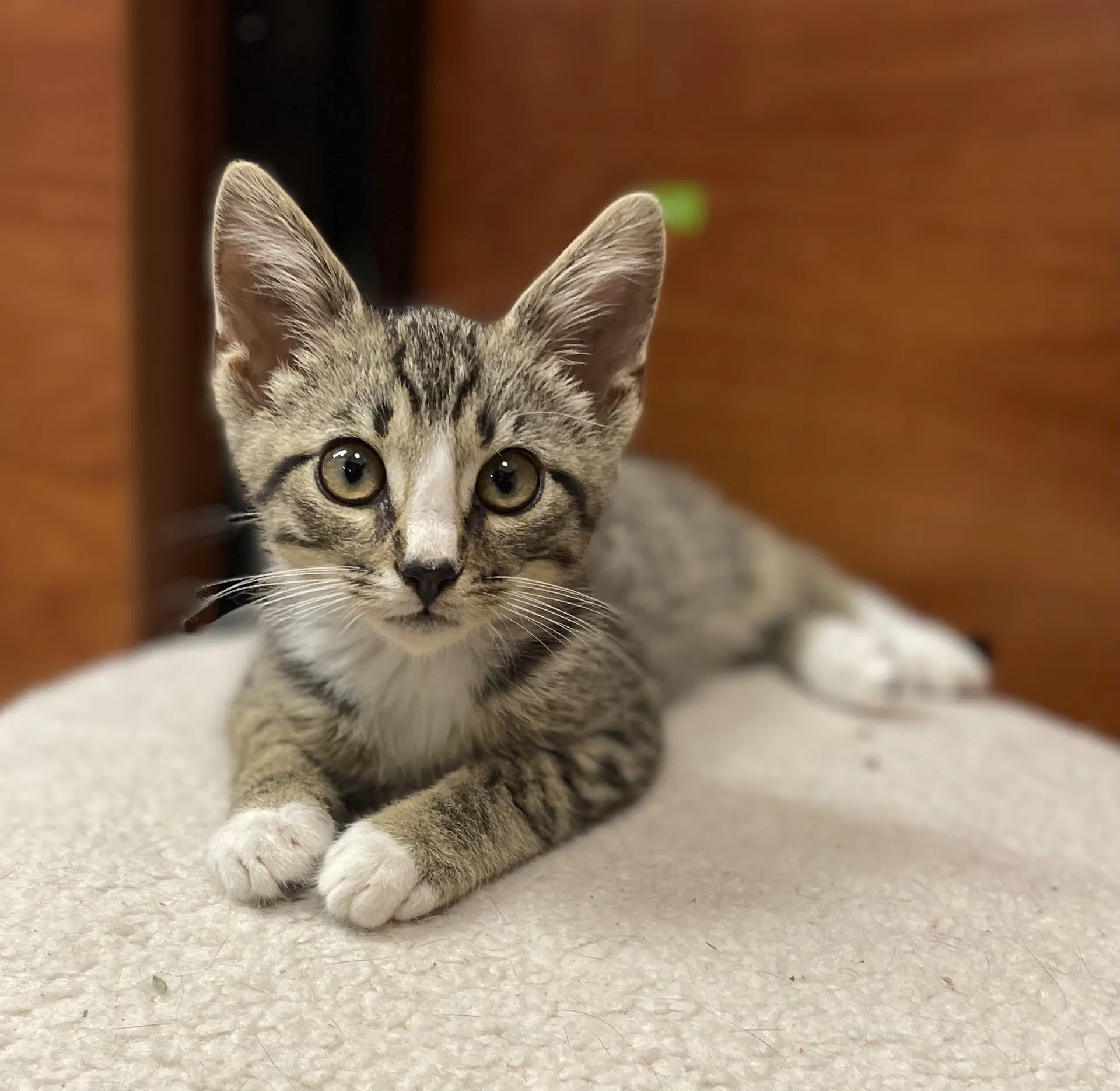 Scroggins - Domestic Short Hair