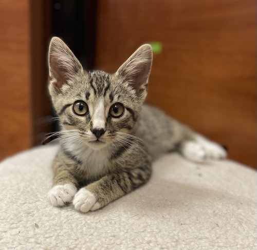 Scroggins, an adoptable Domestic Short Hair in OXFORD, MS